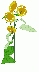 sunflower apical